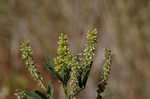 Indian sweetclover